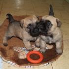 3 weeks old boys01.jpg